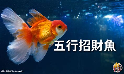 紅招財魚|【紅招財魚】讓你財源滾滾來！紅招財魚養殖入門指南